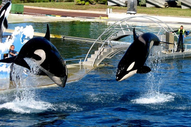 Marineland à Antibes