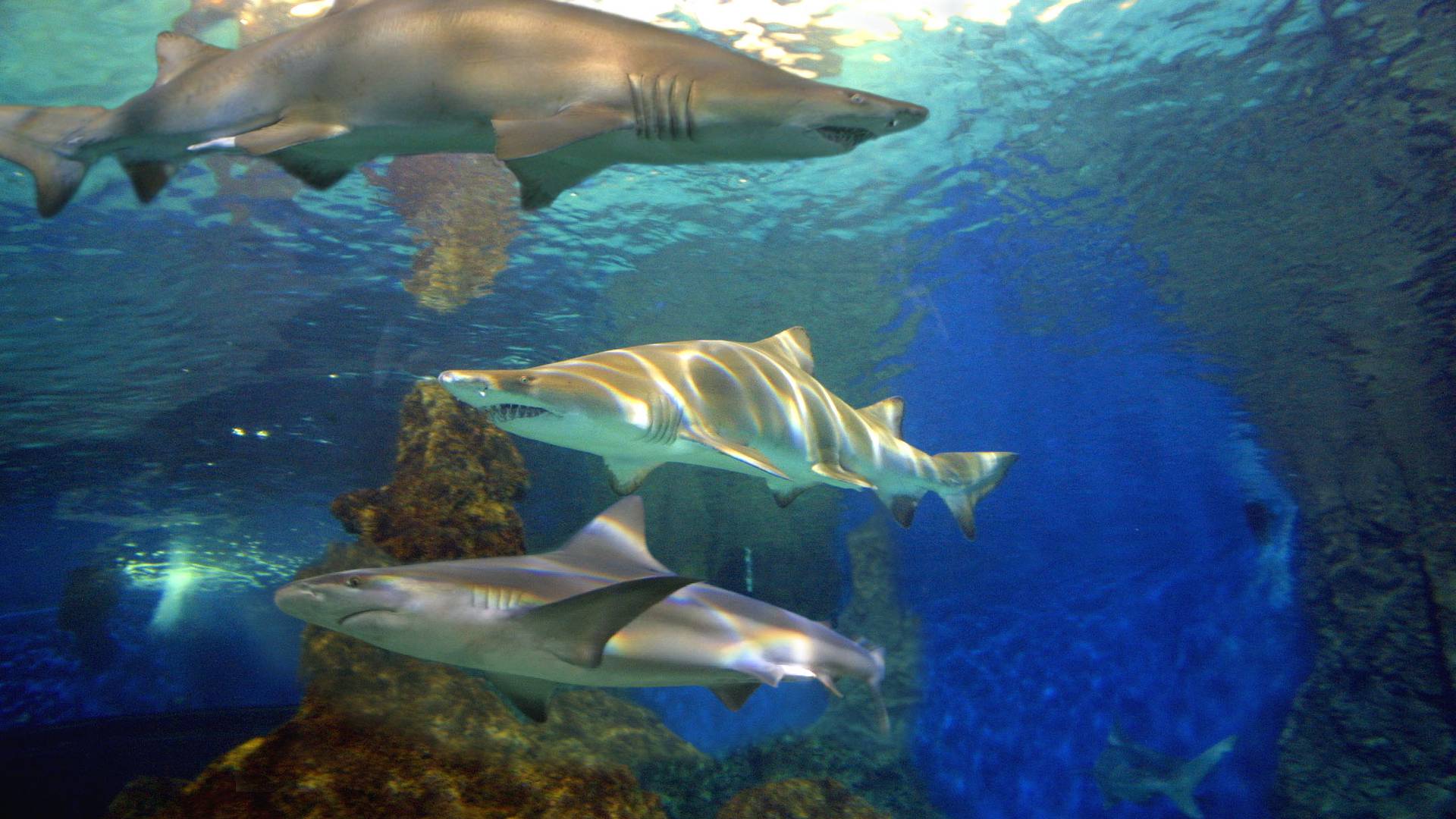 Marineland à Antibes