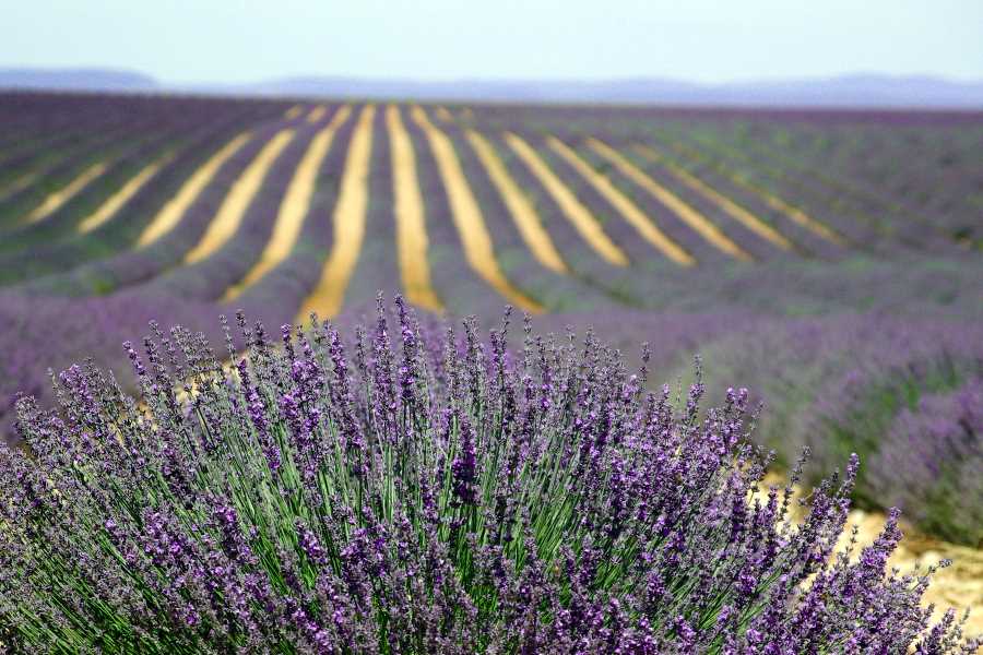 La Provence en hiver