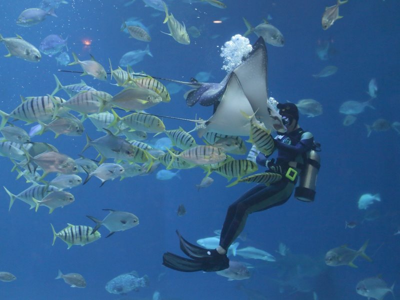 photo sous-marine